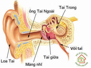 Vị trí của tai giữa và vòi tai